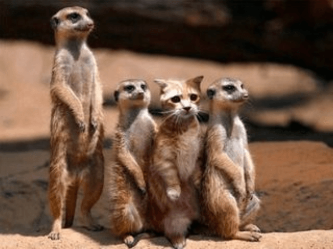 meerkat